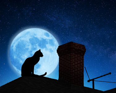 在屋顶上的猫动物字母卡在屋顶上的猫有趣的动物一组与雪猫可爱灰色