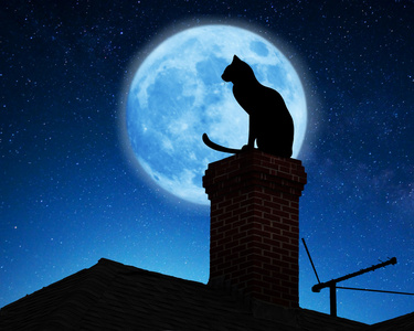 在屋顶上的猫照片