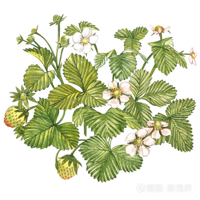 草莓叶子有花和绿色浆果.手绘水彩画插图