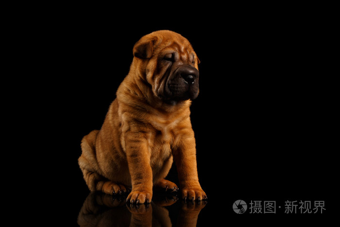 特写滑稽的沙皮狗坐在黑色的镜子