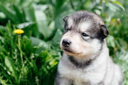 阿拉斯加雪橇犬的小狗
