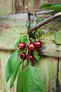 红色浆果的有机樱桃在旧花园里