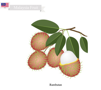 一种马来西亚著名的水果