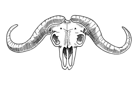 生物学或解剖图。刻的手绘在旧素描和复古的风格。头骨或骨骼的轮廓。非洲水牛。有角的动物