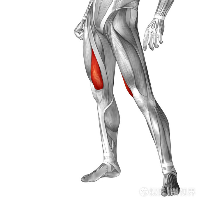 人类的大腿解剖