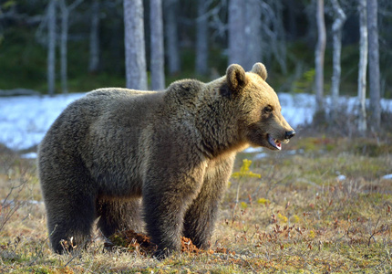 棕熊 休斯 arctos 雄性在春季森林的沼泽。自然栖息地