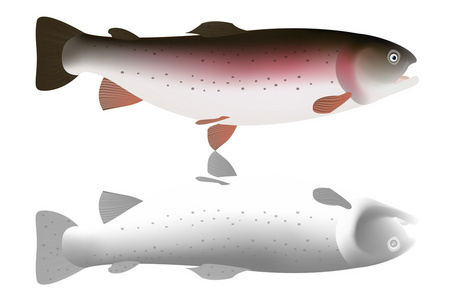 桃红色和灰色的鳟鱼孤立在白色背景上。矢量图
