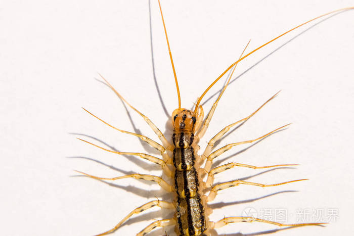 鹟scutigeracoleoptrata蜈蚣鹟昆虫捕食者