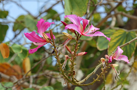 三树兰朵花