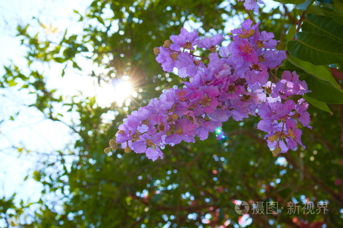 张夏街道千年流苏树：谷雨时节芬芳出枝头飞瀑布