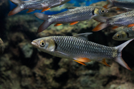 疯狂的鲤鱼,苏丹的鱼照片