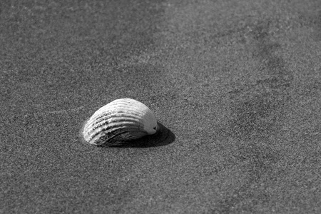 海贝壳在沙子背景。黑白摄影