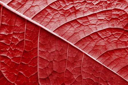 红颜色的纹理表面叶植物
