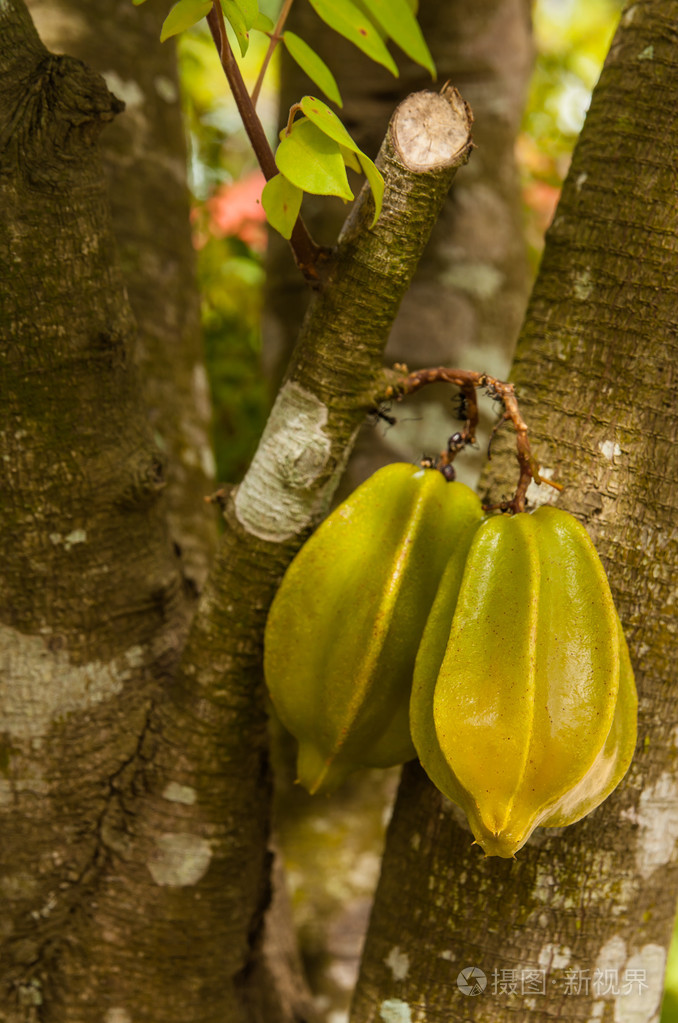 杨桃在树上照片-正版商用图片0f06fl-摄图新视界