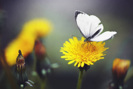 蒲公英花上的蝴蝶照片