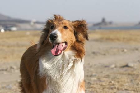 苏格兰牧羊犬