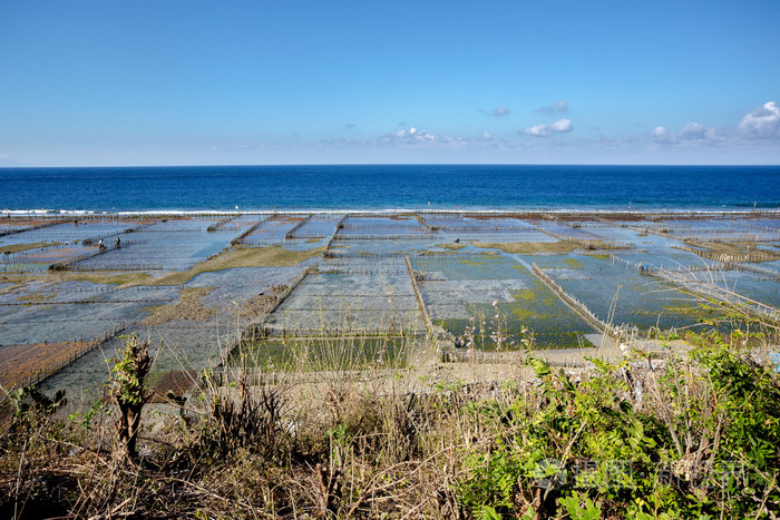 种植园的海藻在巴厘岛nusapenida的海滩上
