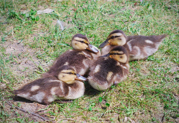 四个婴儿鸭雏鸟动物那些可爱的鸭雏鸟
