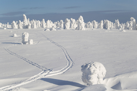 大雪和树