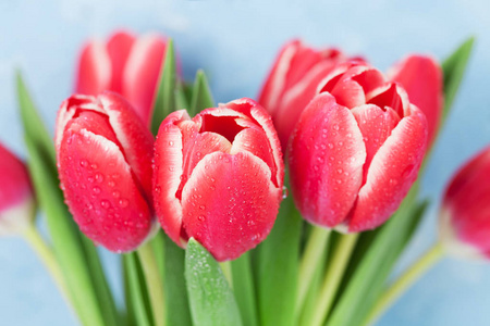 红色郁金香花束在蓝色背景。情人节或复活节贺卡
