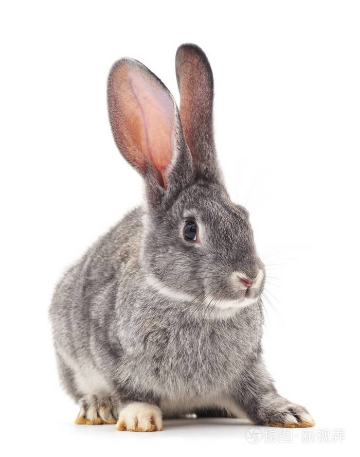 一个灰兔子照片-正版商用图片0f0egx-摄图新视界