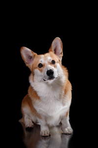 狗的品种威尔士柯基犬图片彭布罗克