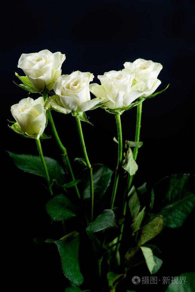 白花灌木玫瑰在黑色的背景上