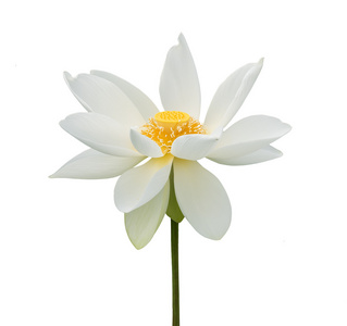 盛开白莲花图片-盛开白莲花素材-盛开白莲花插画-摄图新视界