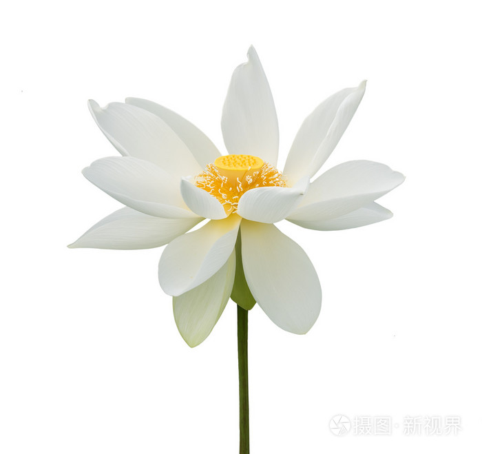 白莲花照片 正版商用图片0f0jtk 摄图新视界