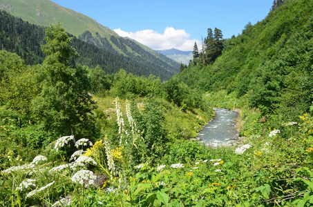 俄罗斯, 高加索生物圈保护区, 山地河 Imeretinka