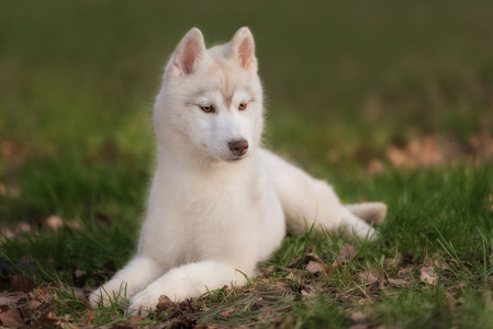 加拿大的爱斯基摩犬图片