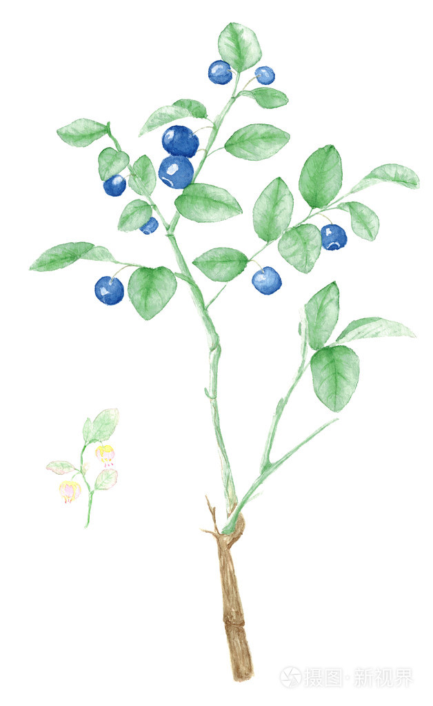孤立的水彩蓝莓植物插图