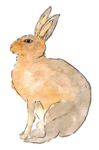 水彩素描家兔离体