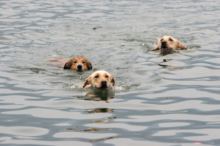 三只狗游泳