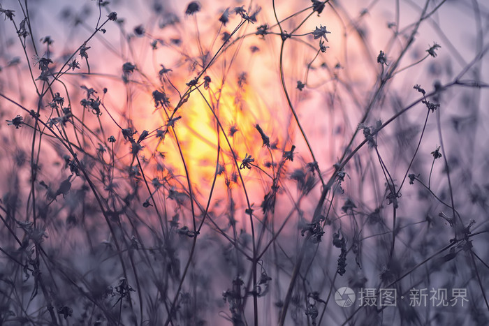 干燥花上日落背景照片 正版商用图片0f0r1q 摄图新视界