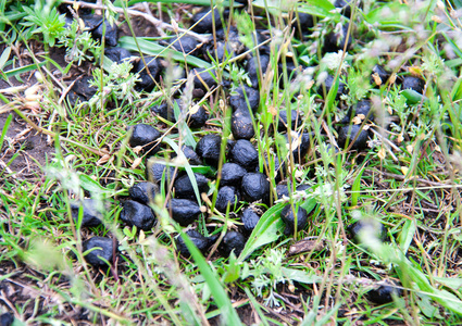 关闭黑颜色绵羊粪便在草地上的粪便照片