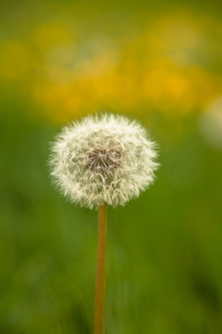 蒲公英蒲公英花植物草甸图片