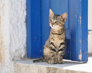 可爱的虎斑猫在希腊