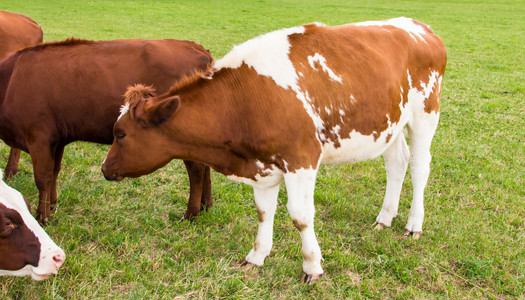 奶牛在绿色草地上农场中的字段