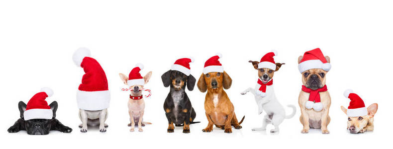 在圣诞节假期的狗的大团队行图片