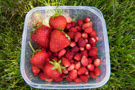 草莓在草地上