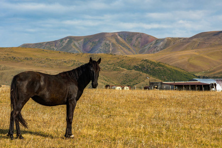 马在哈萨克斯坦的山区背景。天山山, Zailiysky Alatau。哈萨克斯坦。高原