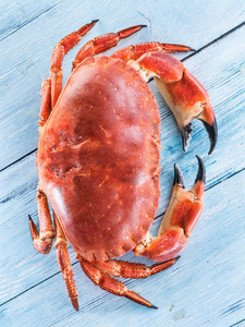煮熟的布朗蟹或孤立的蓝色的木制选项卡上的可食用蟹