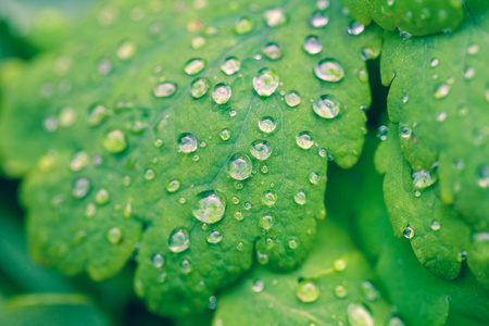 在绿色的树叶上的雨滴