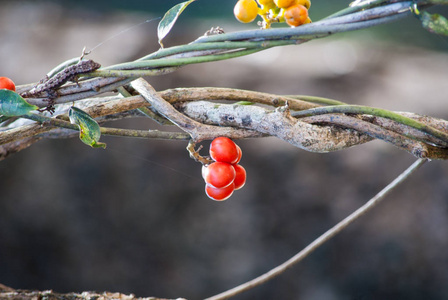 红色 Tiliacora triandra 在自然