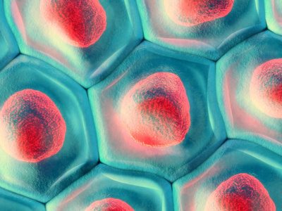 3d. 红色细胞核蓝细胞模式的顶部图的图示