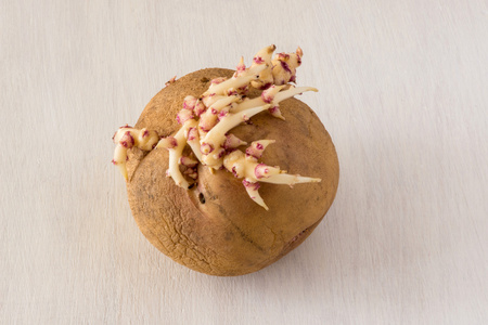 发芽的土豆,在白色的木制仿古表选择性焦点,复制空间照片