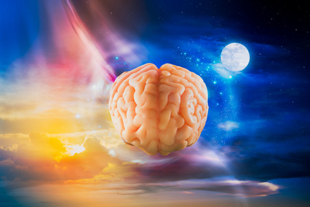 大脑在脑海里图片