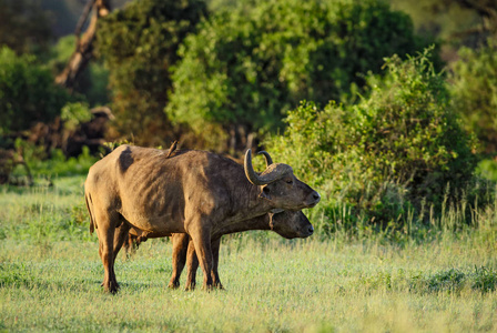 非洲水牛Syncerus caffer, 非洲大五的成员从安博塞利国家公园在肯尼亚