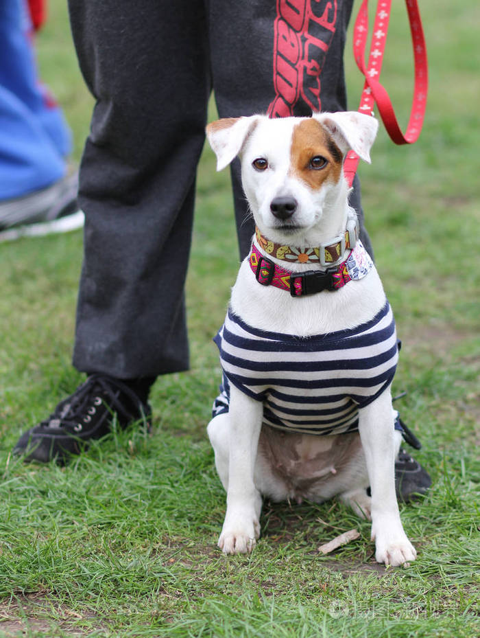 一只狗在条纹的衣服 —— 一名海盗照片-正版商用图片0f1k9v-摄图新视